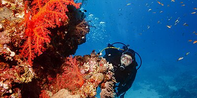 Dynamische Kaskadeneffekte und Rückkopplungen: Der Dominoeffekt